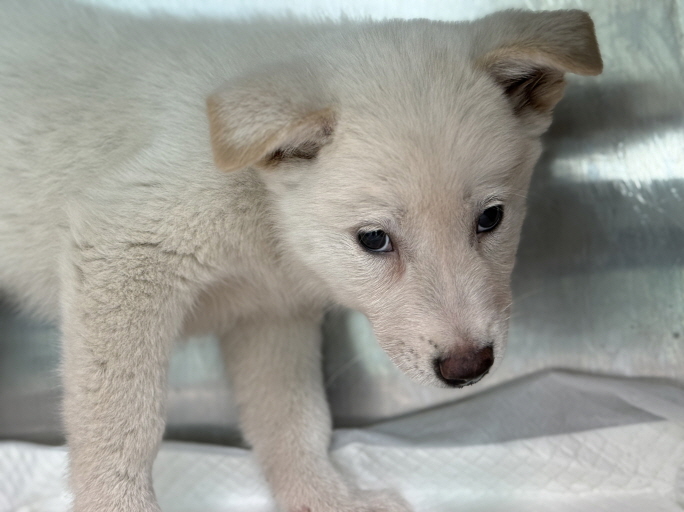 보호중 믹스견의 가…