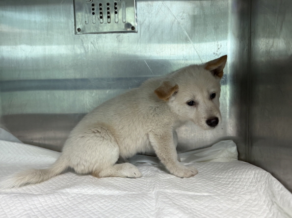 종료(기증) 믹스견…