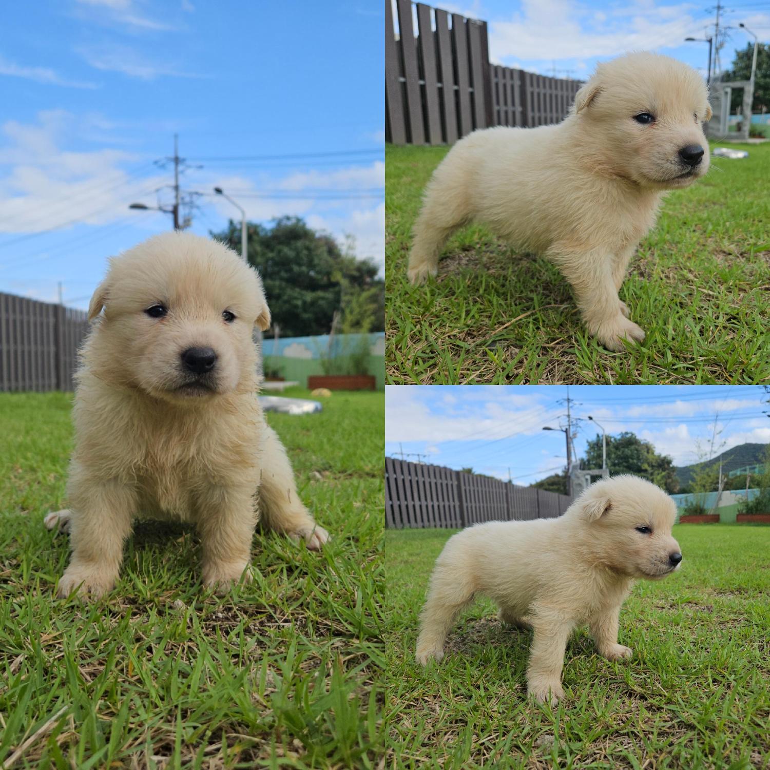 보호중 믹스견의 가…