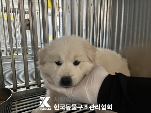 보호중 믹스견의 가…