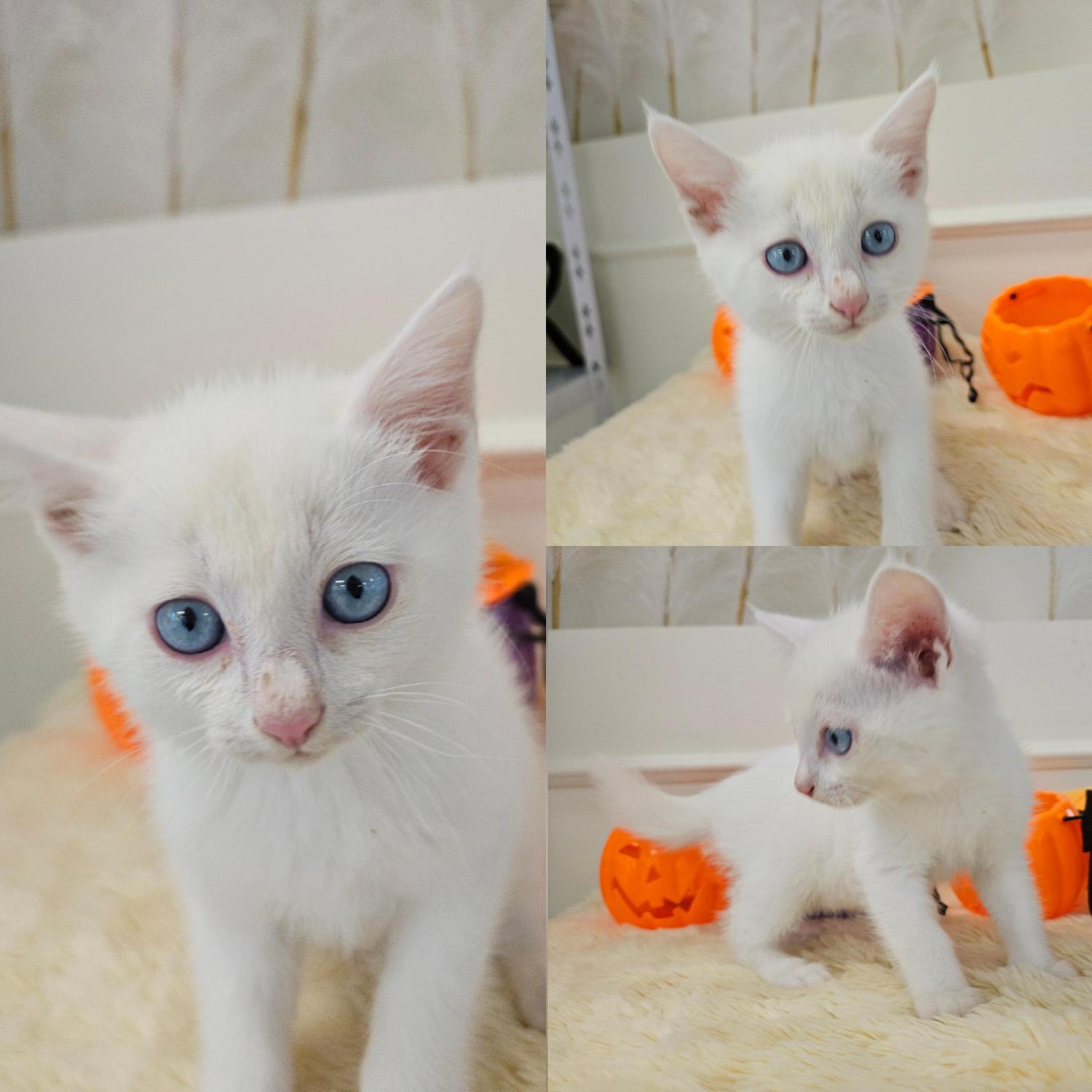 경주동물사랑보호센터_447505202501485