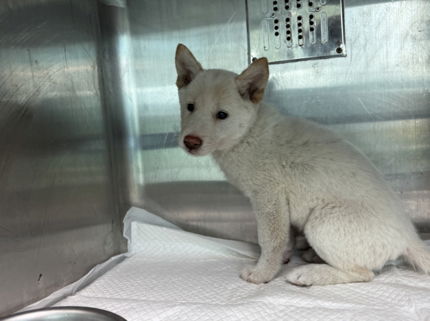 종료(기증) 믹스견…