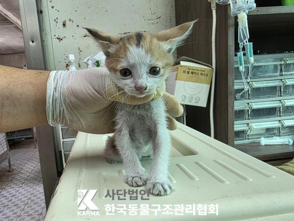 한국동물구조관리협회_411316202500550