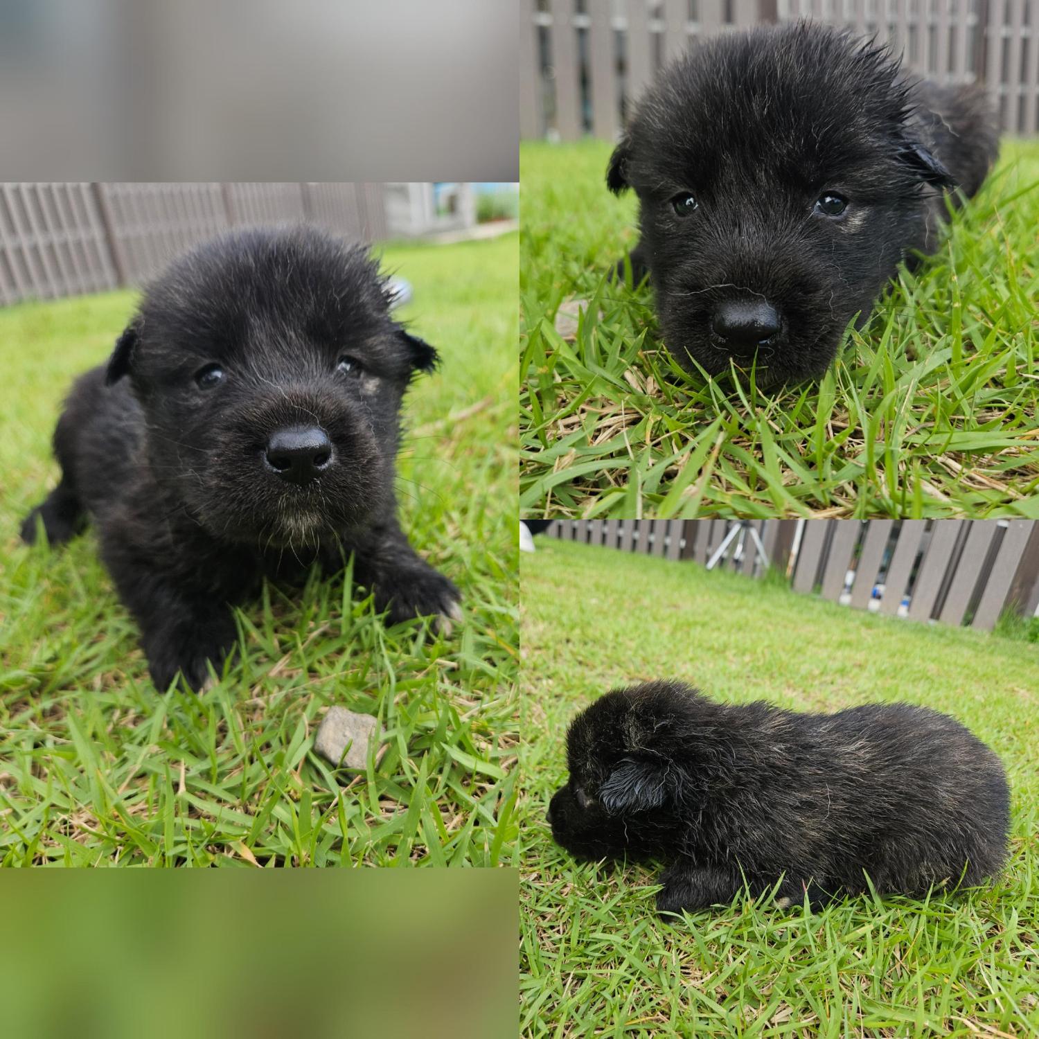 보호중 믹스견의 가…