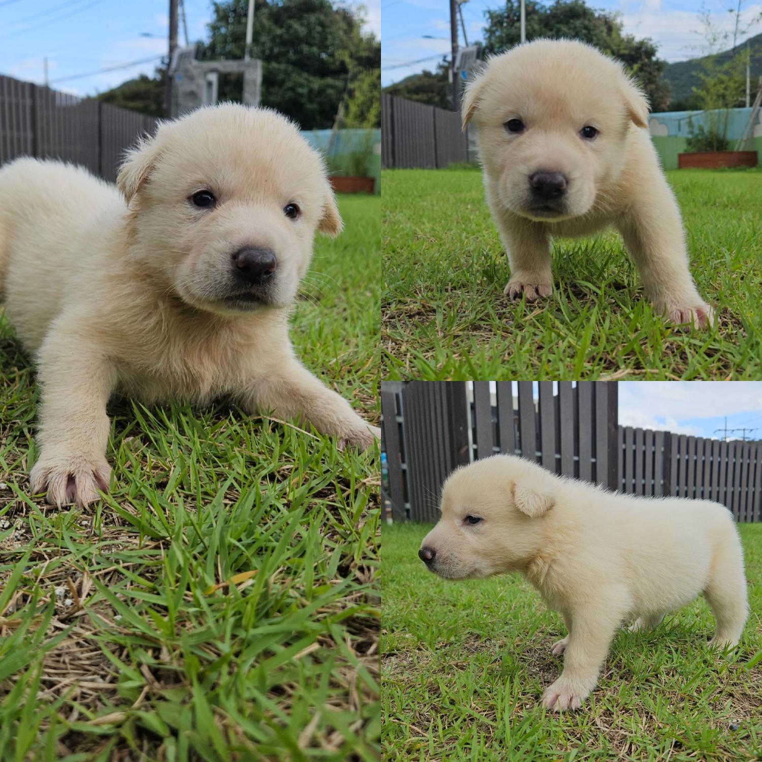 종료(입양) 믹스견…