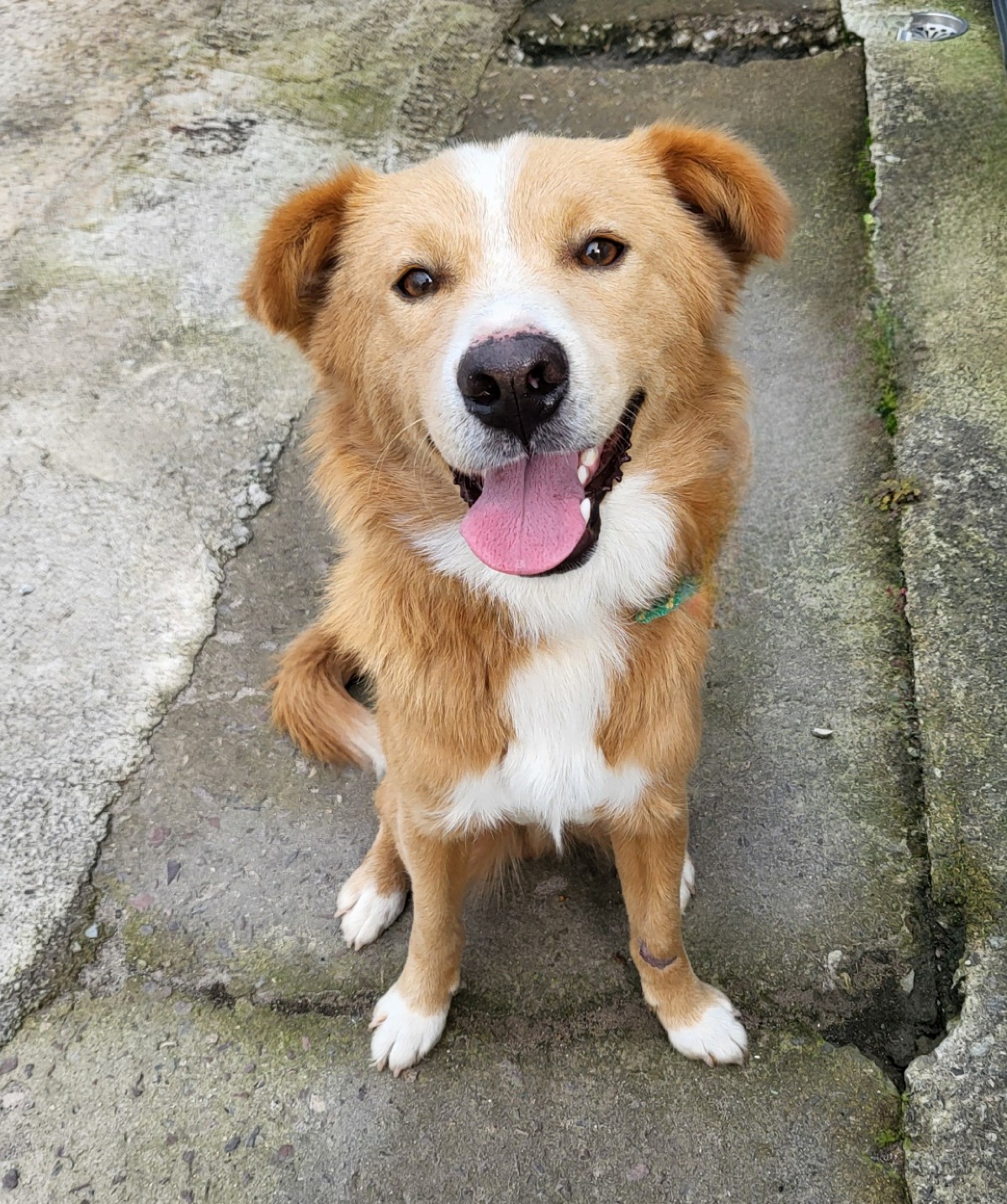 사천시 동물보호센터_448534202501568