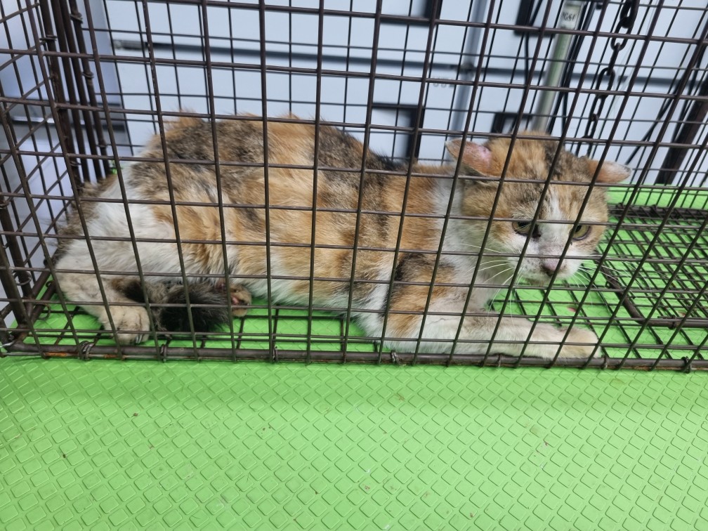 종료(방사) 한국 …