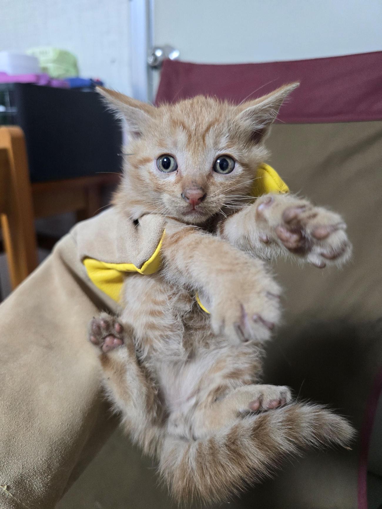 종료(입양) 한국 …