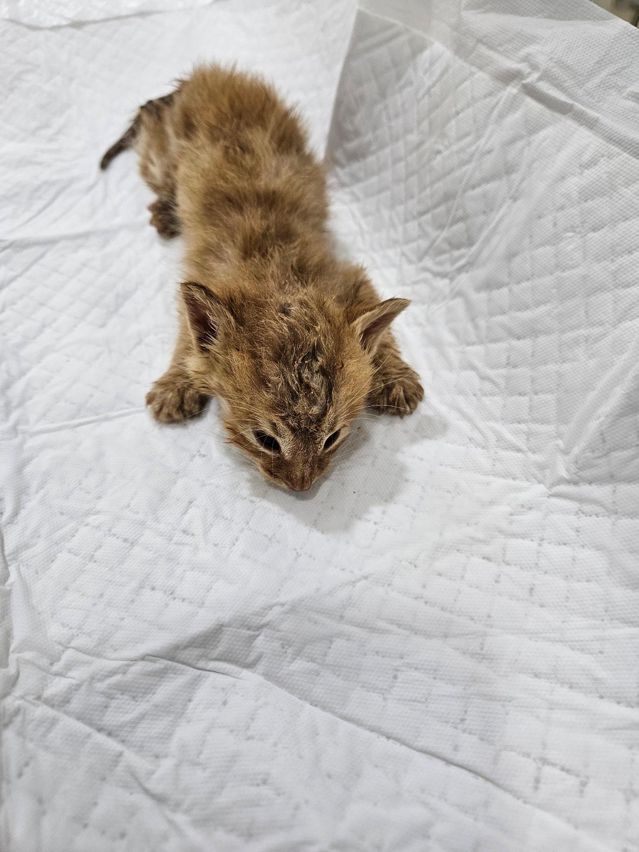 종료(자연사) 한국…