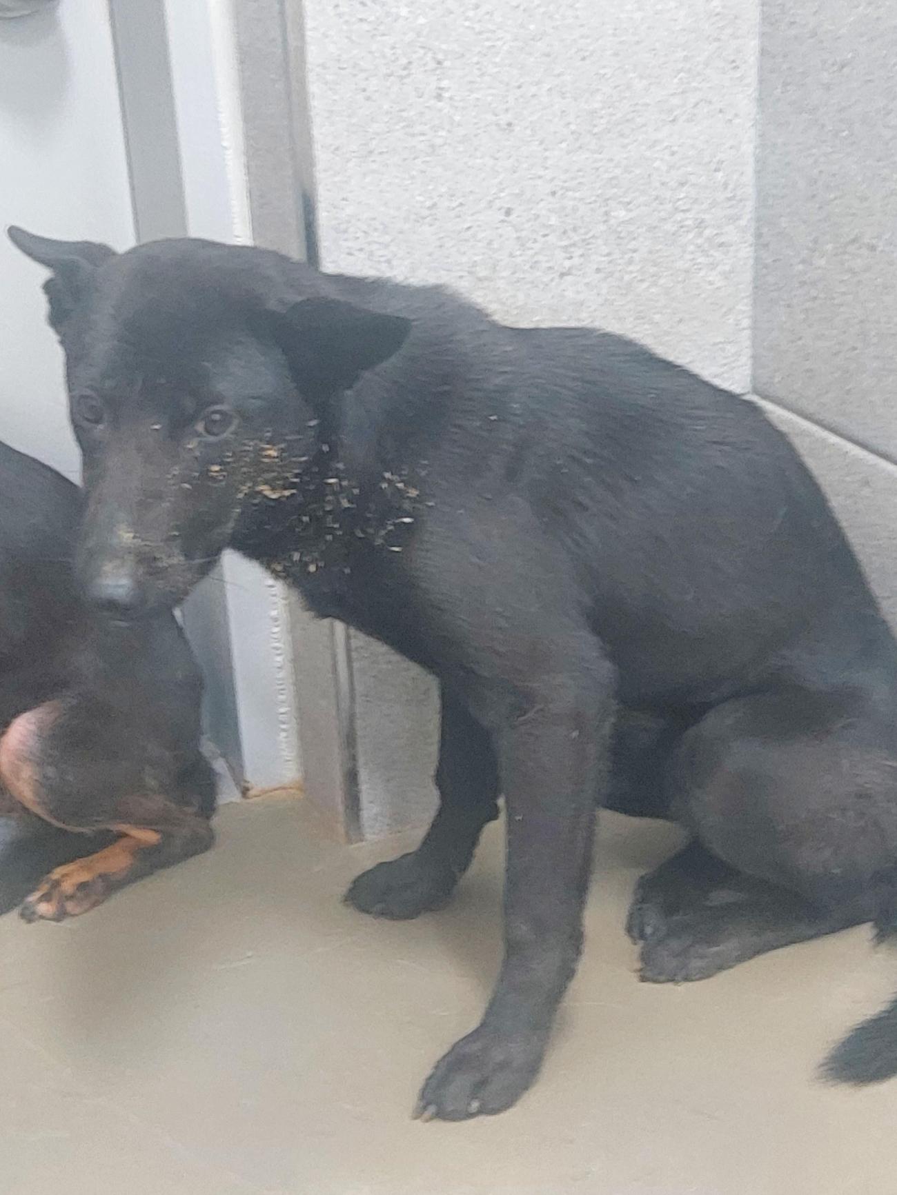 보호중 믹스견의 가…