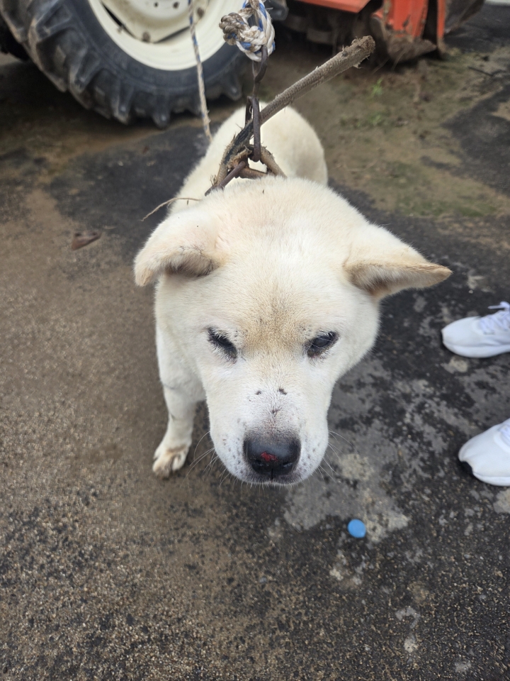 종료(안락사) 믹스…