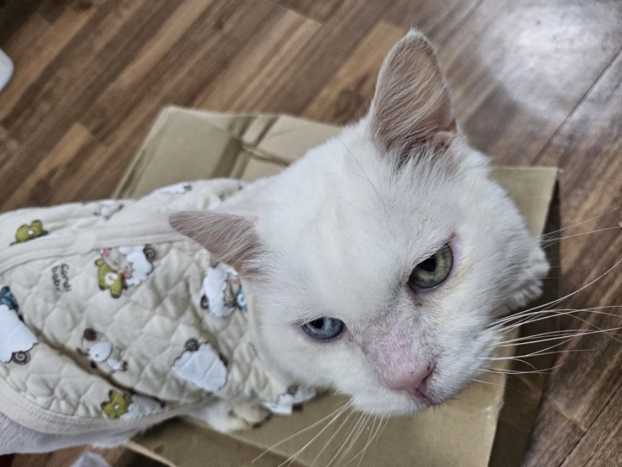 무안군유기동물보호소_446495202500348