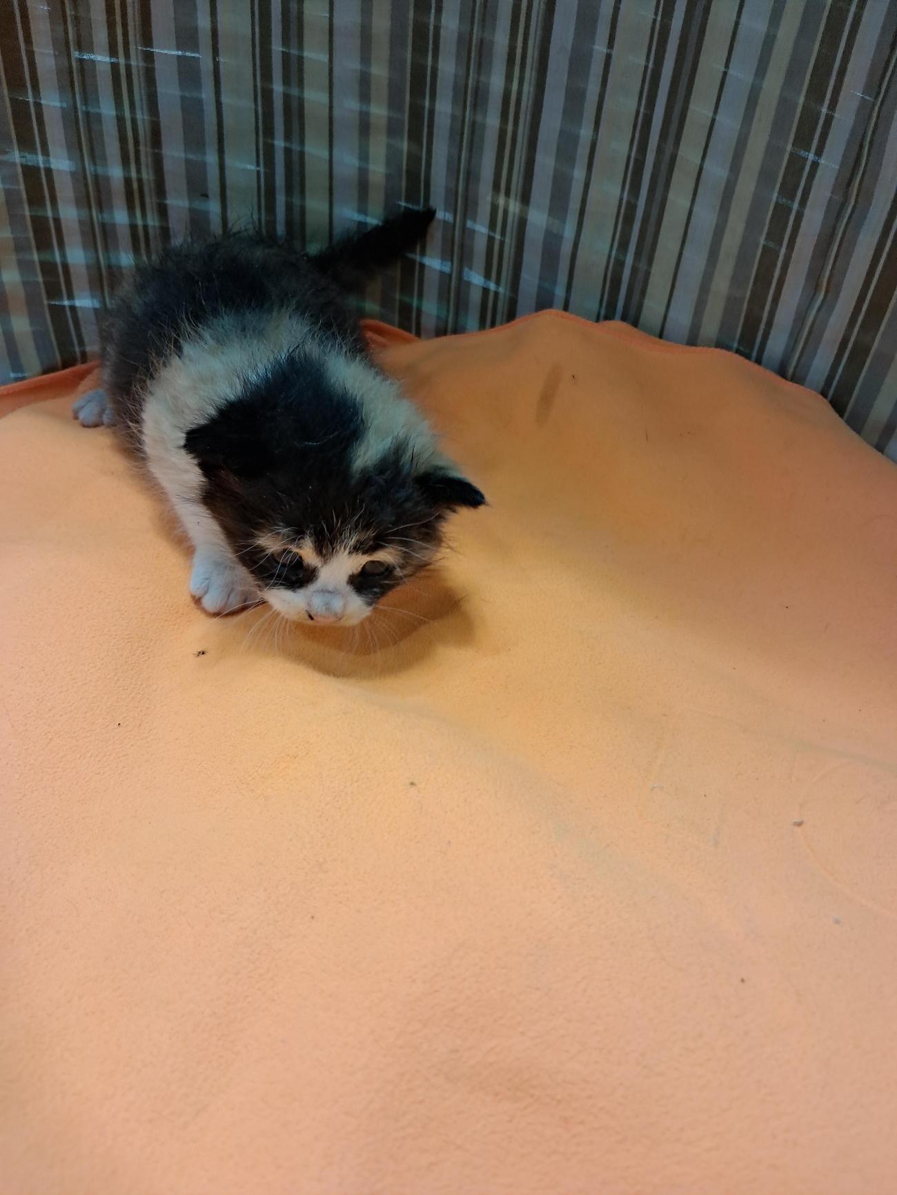 보호중 한국 고양이…