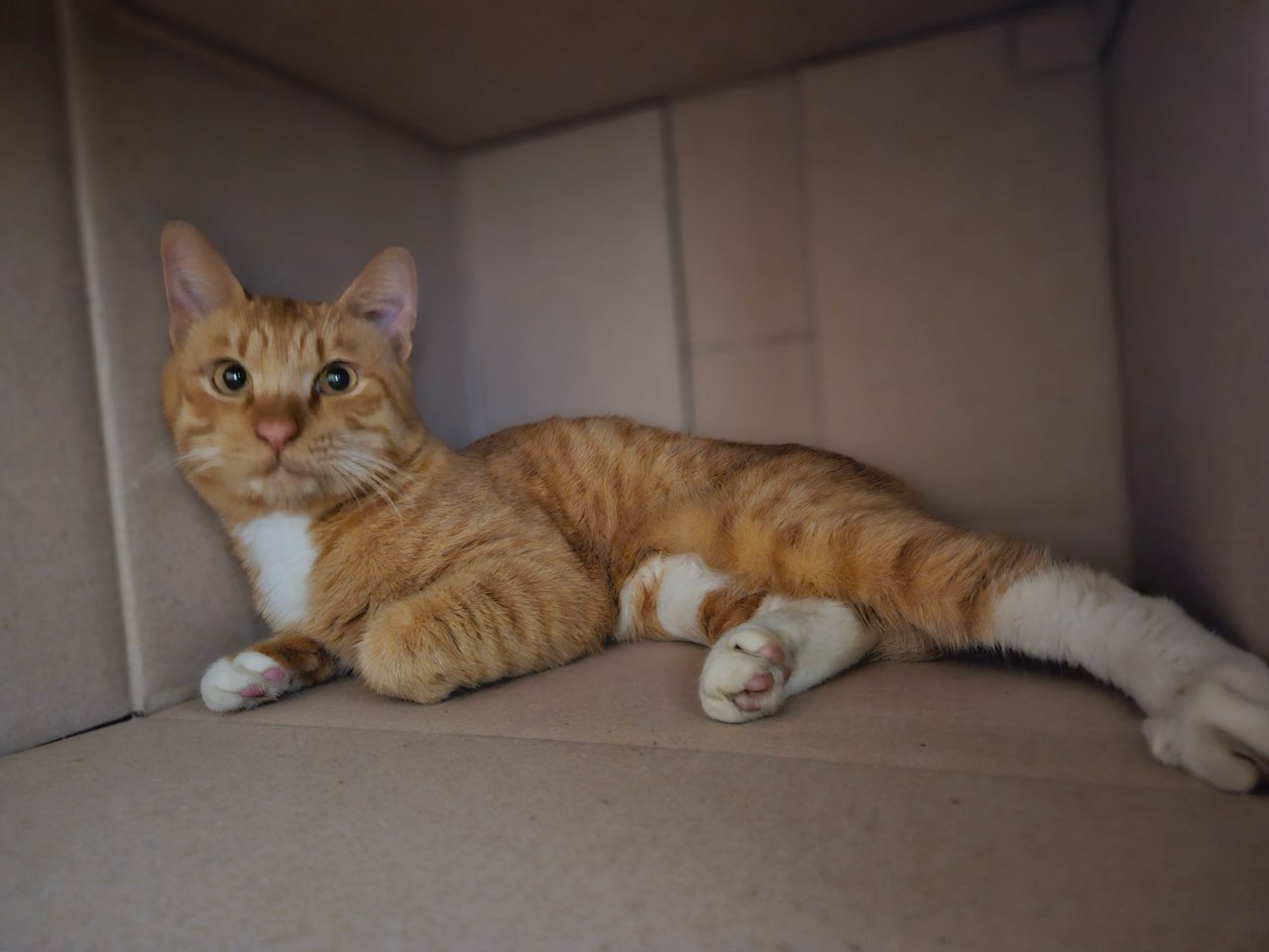 보호중 한국 고양이…