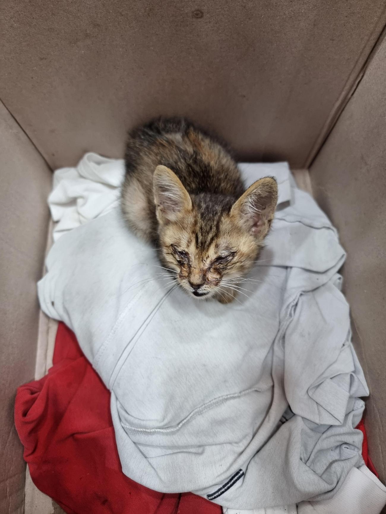 거제시동물보호센터_448537202501376