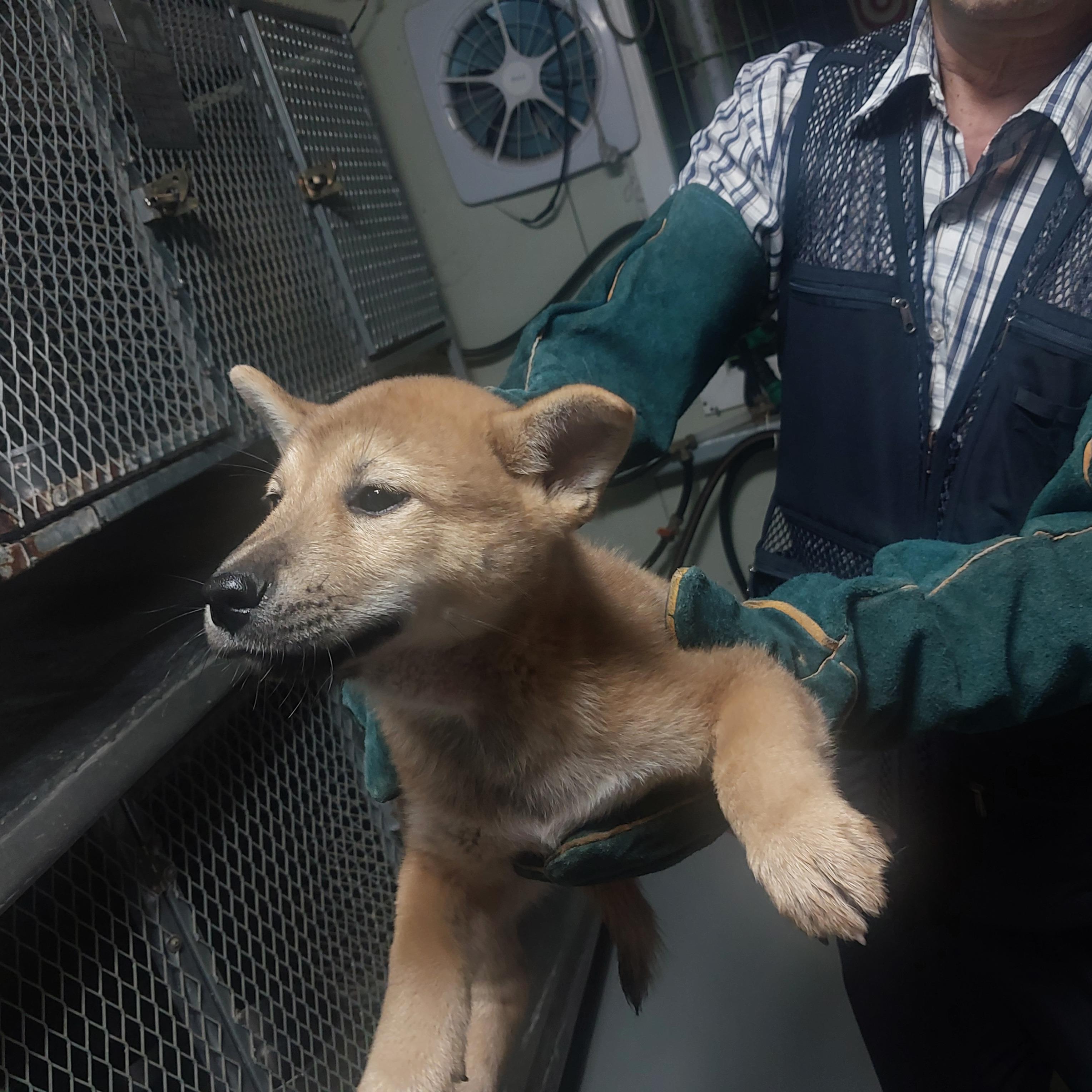 종료(자연사) 믹스…