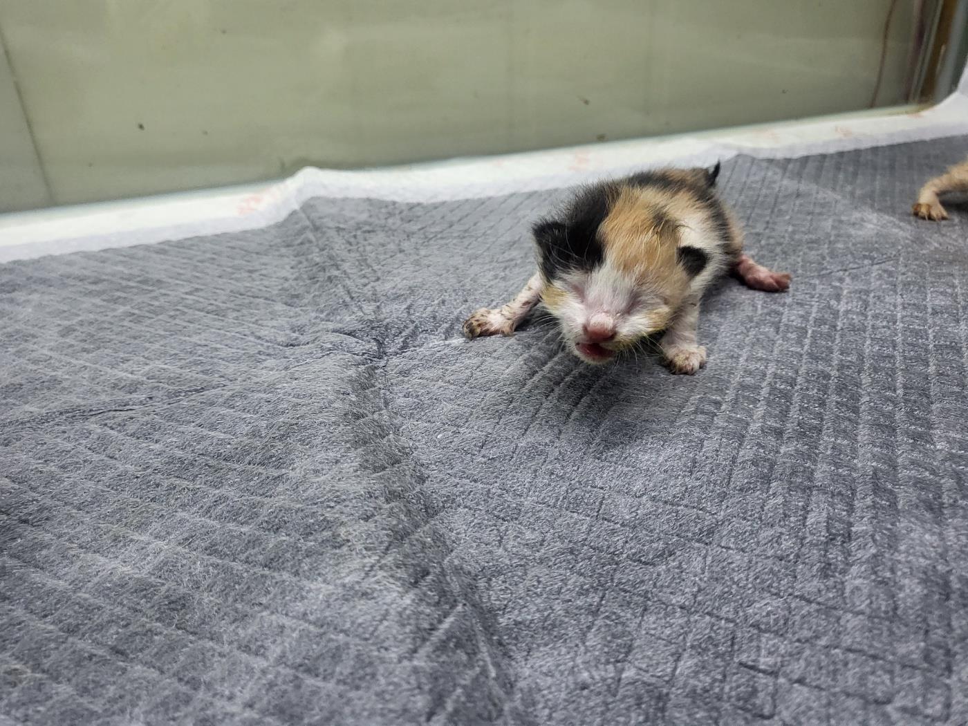 종료(자연사) 한국…