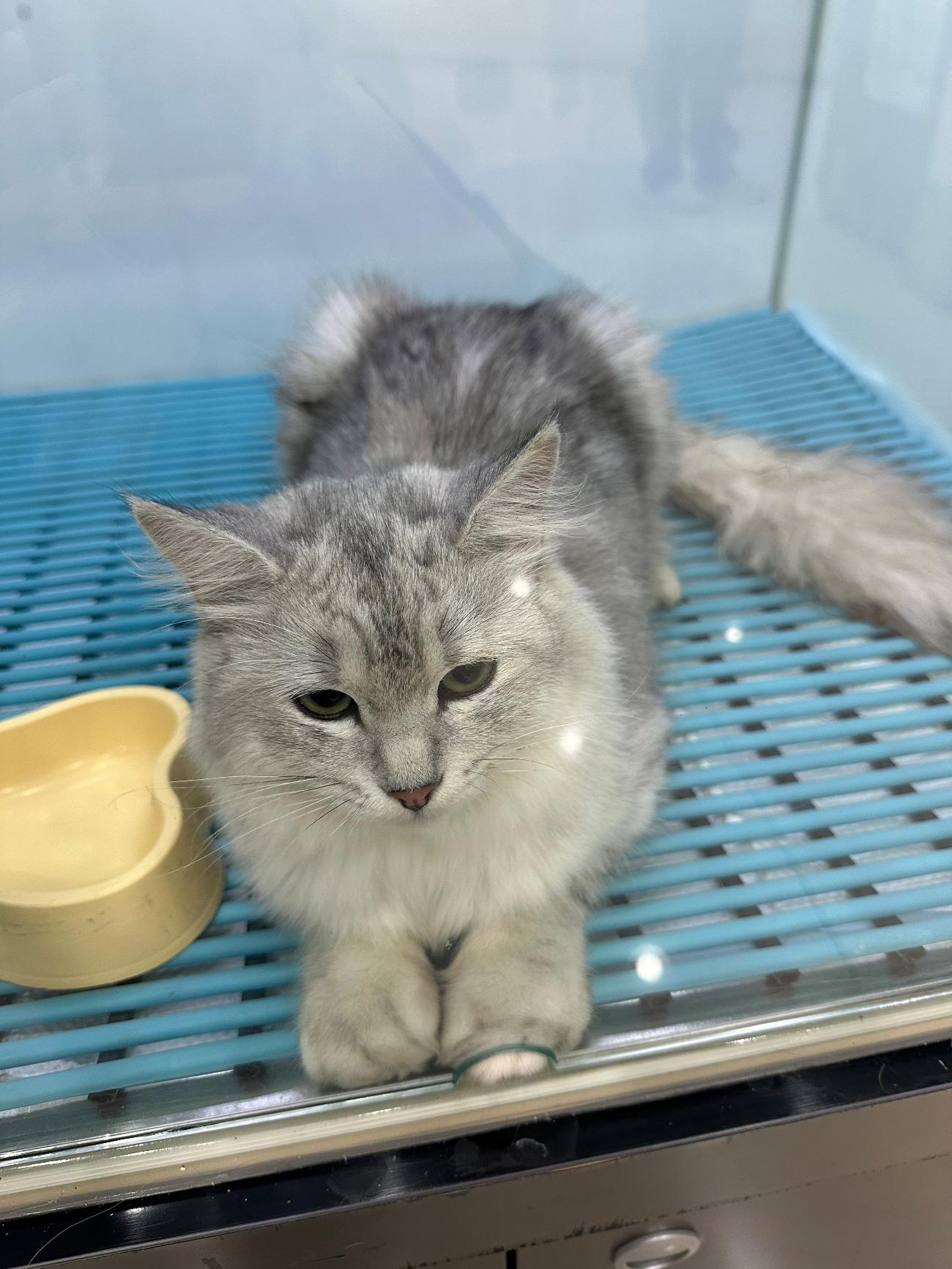 보호중 페르시안-페…