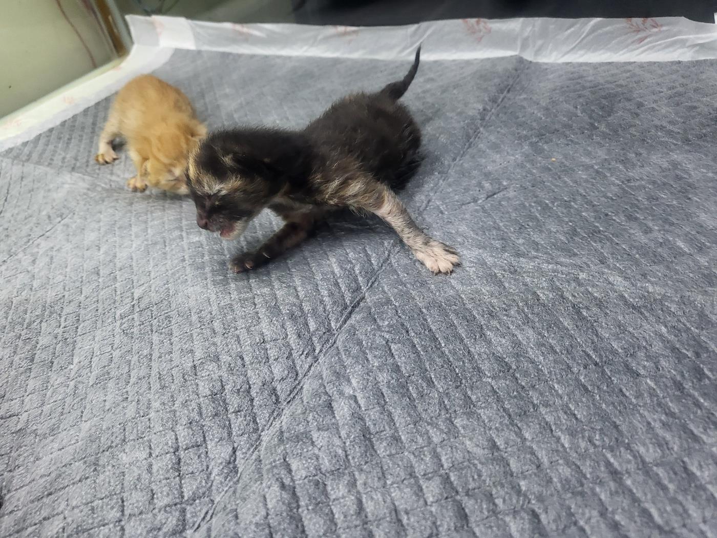 (사)하얀비둘기_426334202500816