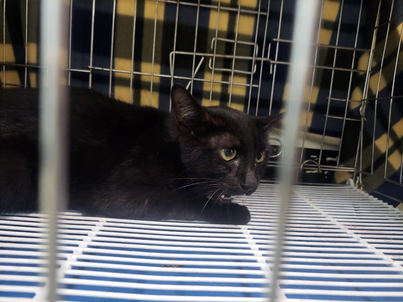 고양시동물보호센터_441394202502214