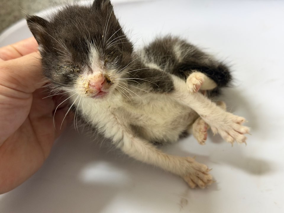 광주동물보호센터_429363202500881