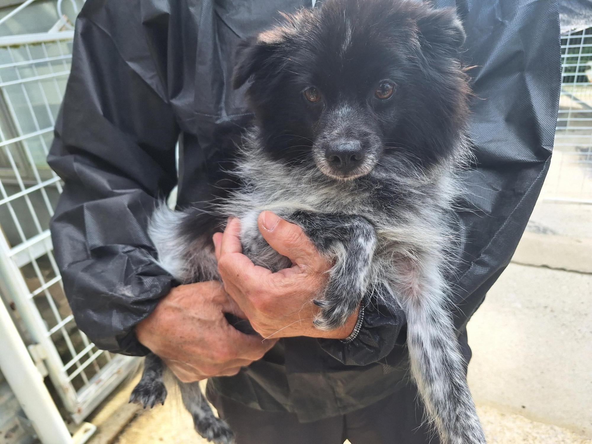 양산시 동물보호센터_448538202500629