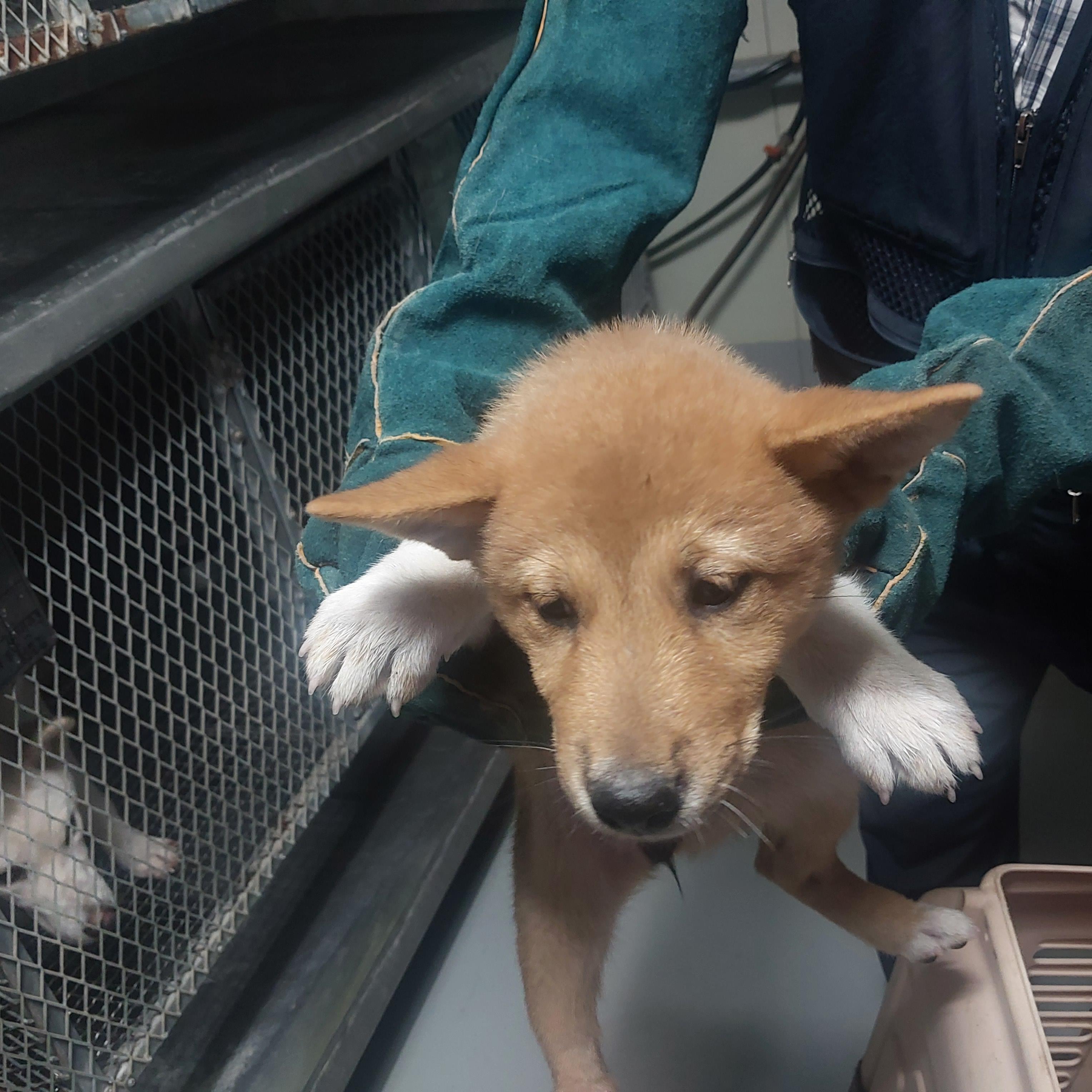 (사)하얀비둘기_426334202500819