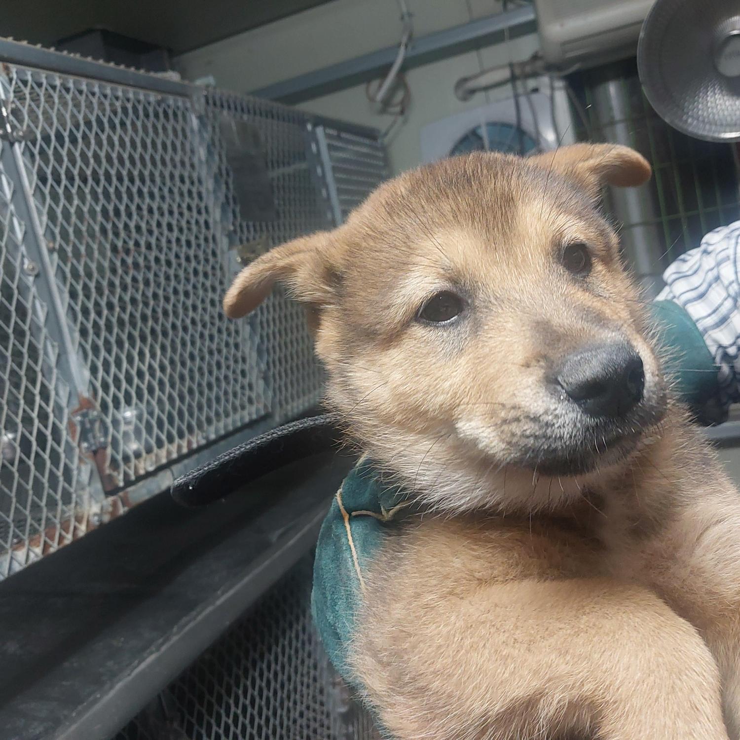 보호중 믹스견의 가…