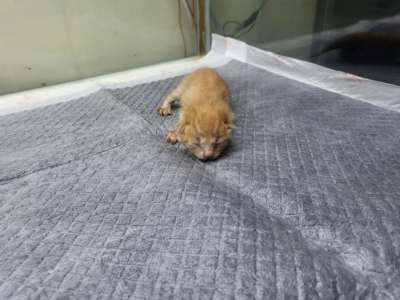 (사)하얀비둘기_426334202500814