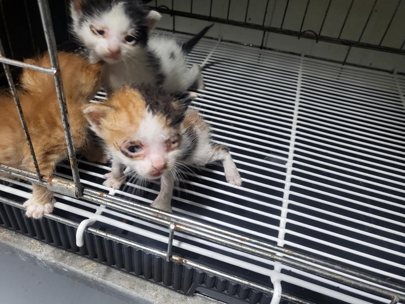 종료(자연사) 한국…