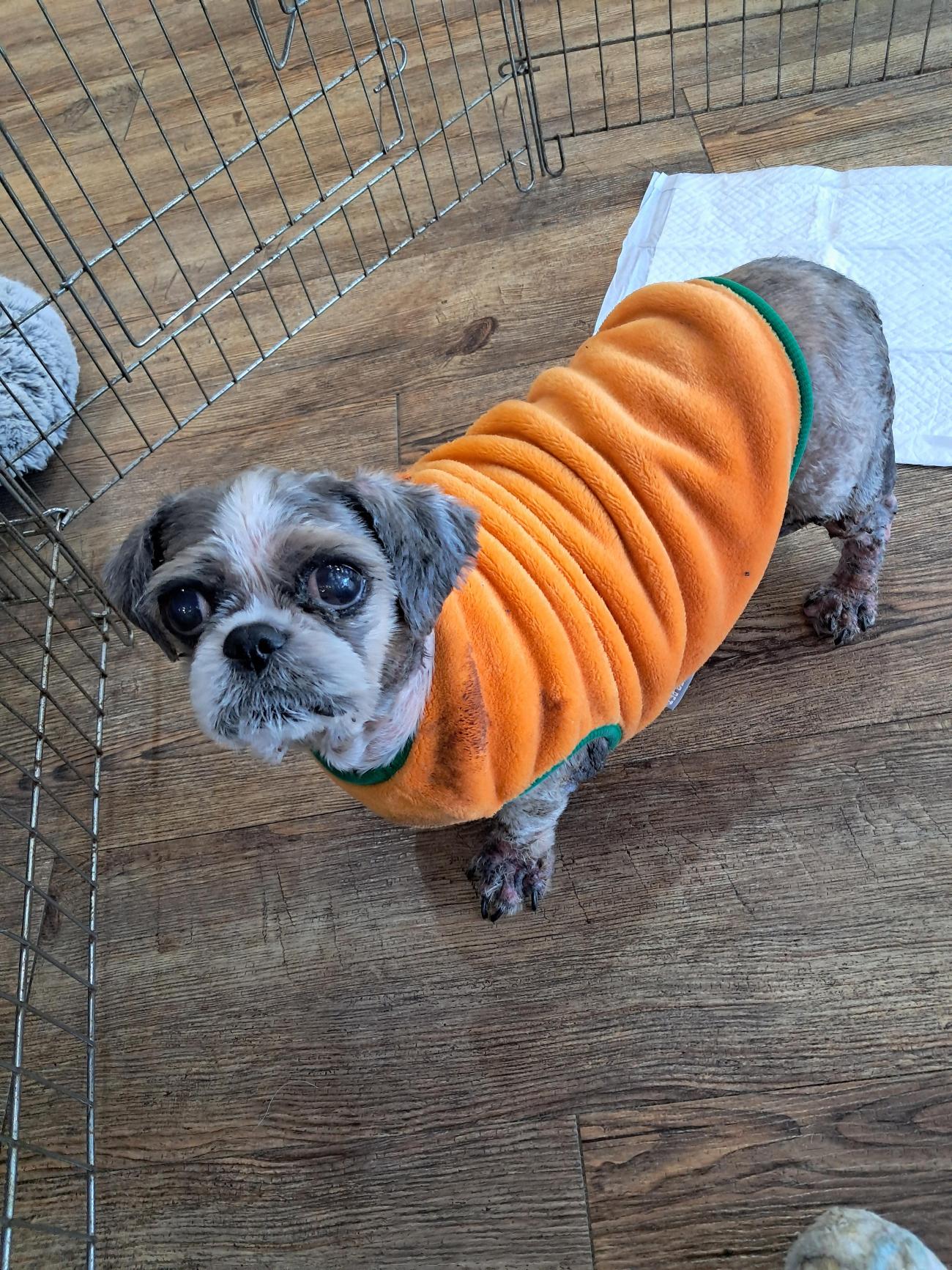 강남동물병원_431370202500792