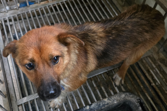 의령군 동물보호센터_448539202500301