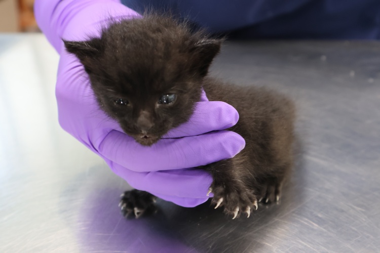 종료(자연사) 한국…