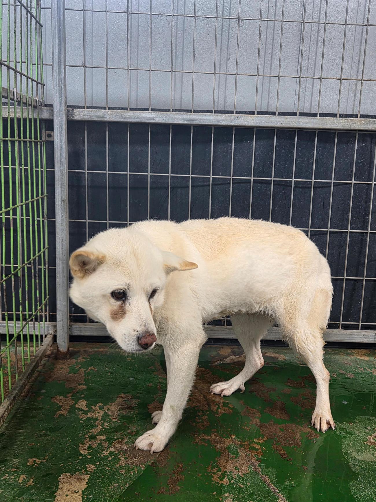 나주유기동물보호센터_446483202501721