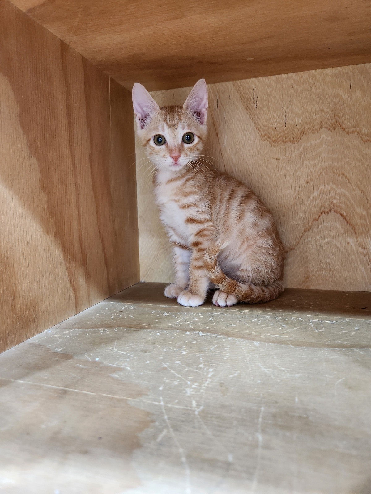 대구시수의사회(동산)_427341202500665