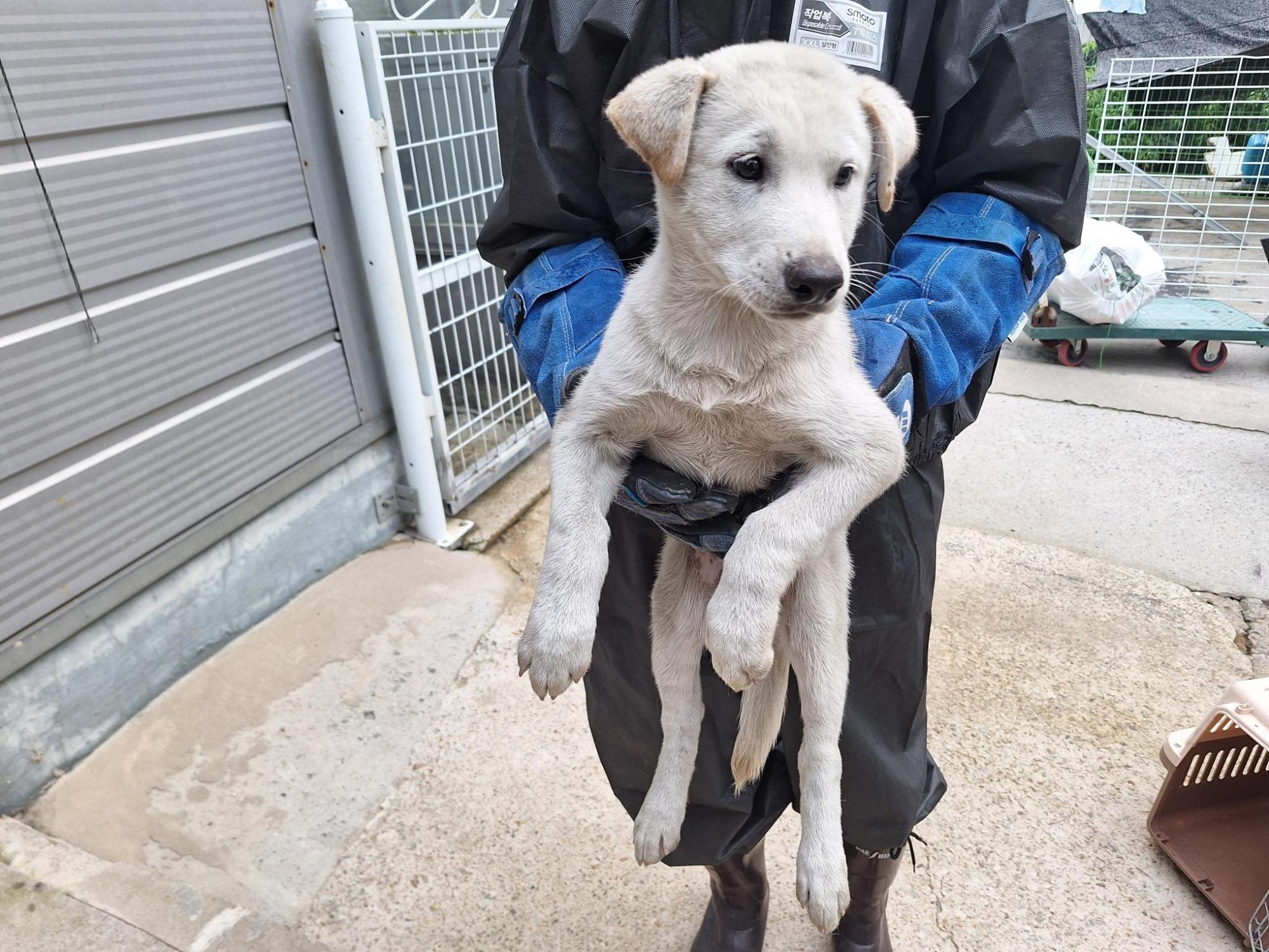 양산시 동물보호센터_448538202500631