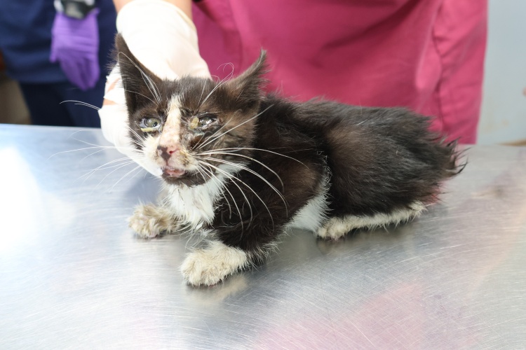 제주 동물보호센터_450650202502766