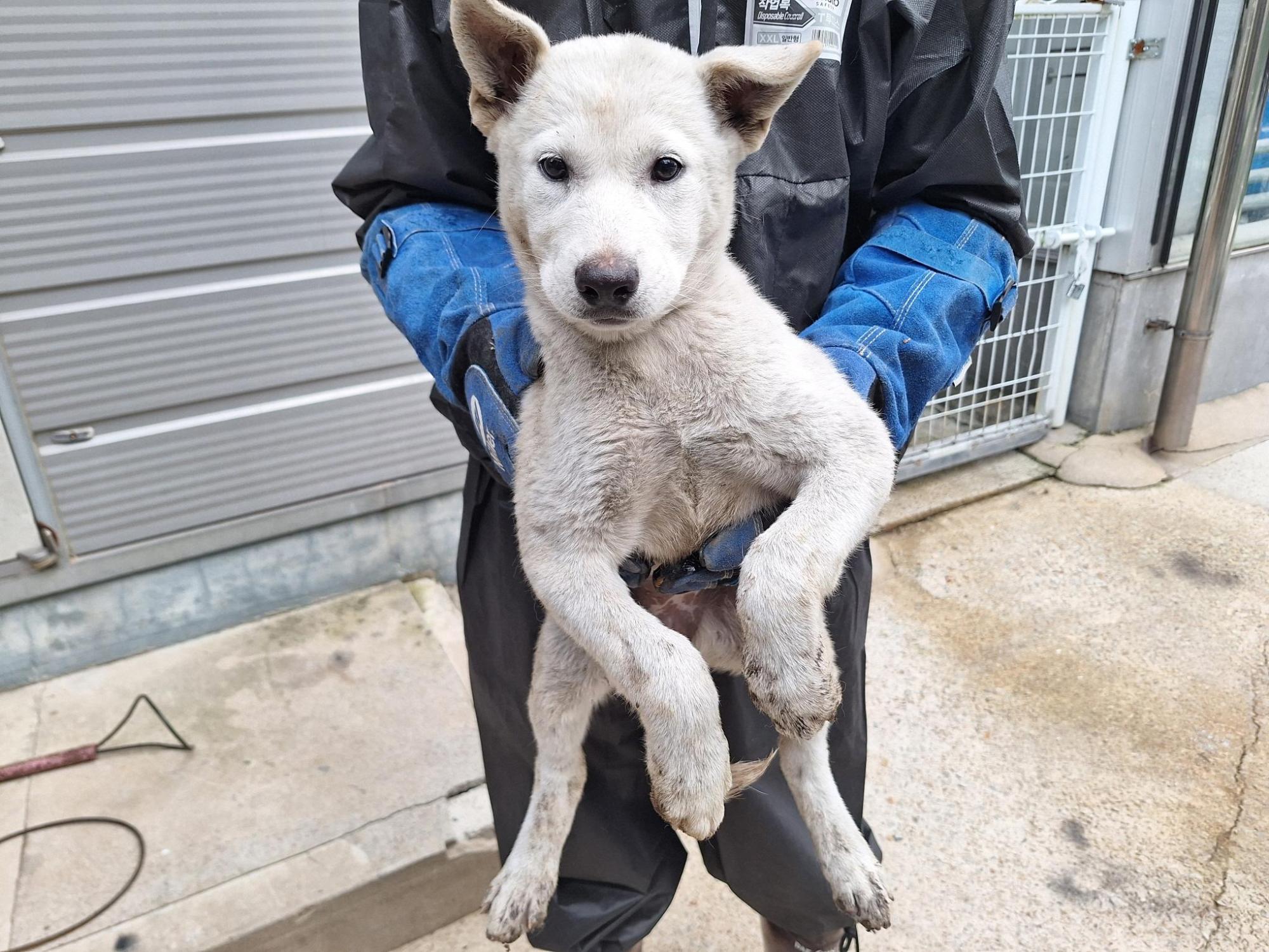 양산시 동물보호센터_448538202500630