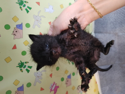 사단법인 동부_426340202500653