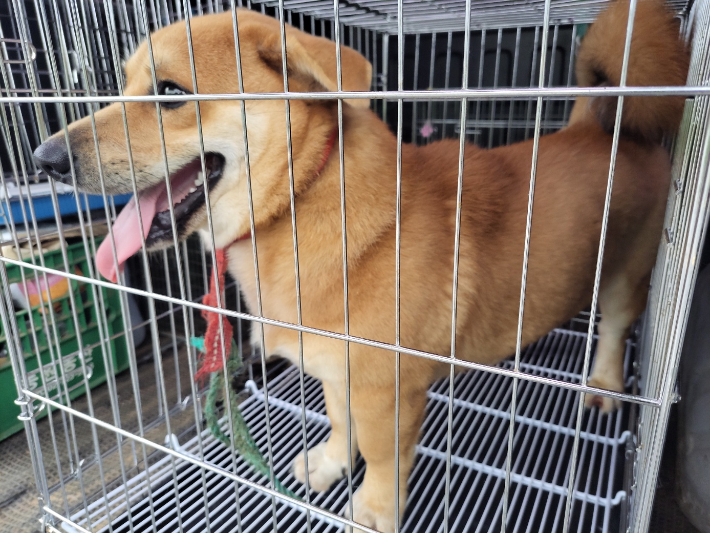 종료(반환) 믹스견…