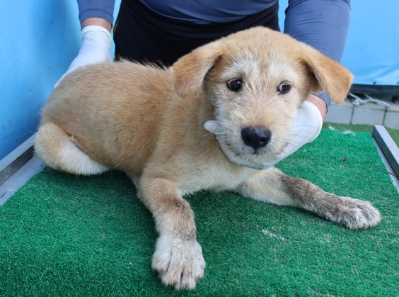 제주 동물보호센터_450650202502757