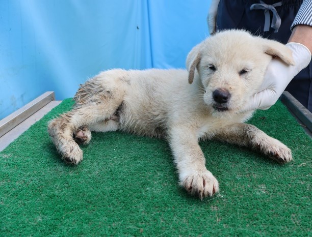 제주 동물보호센터_450650202502762