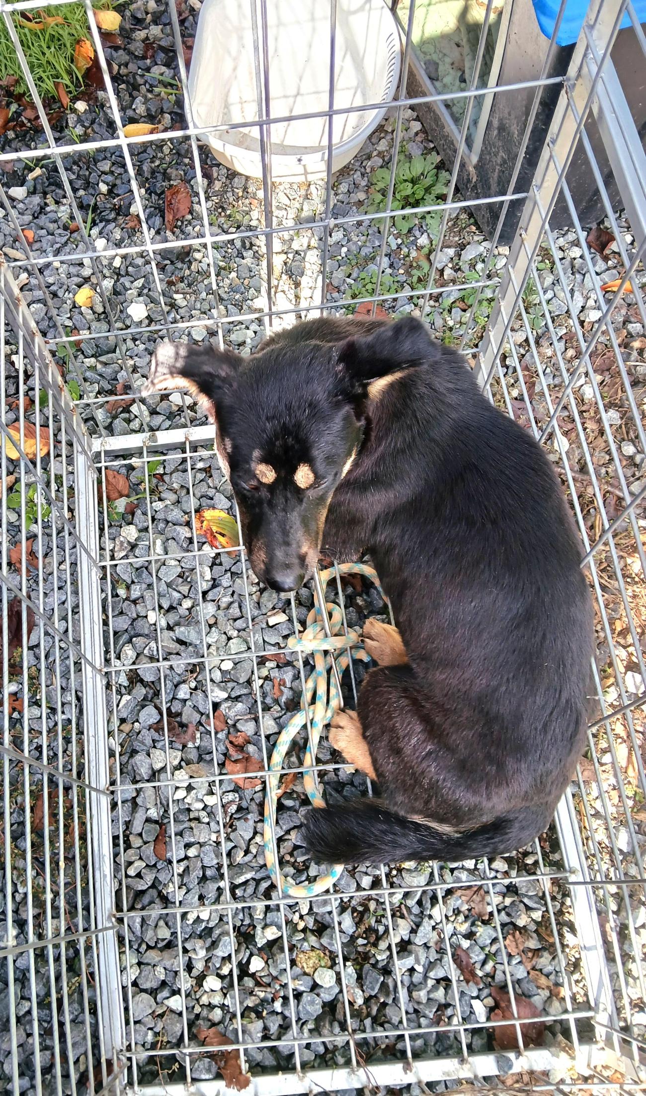 보호중 믹스견의 가…