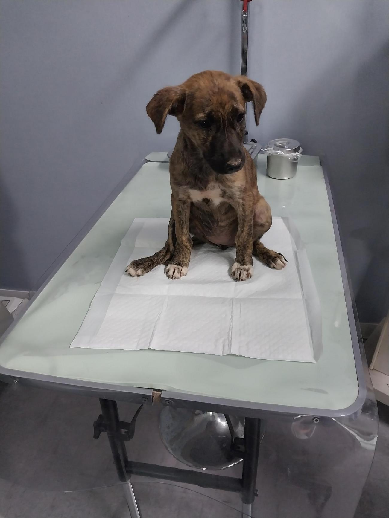 종료(자연사) 믹스…