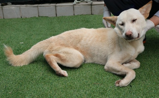 제주 동물보호센터_450650202502764