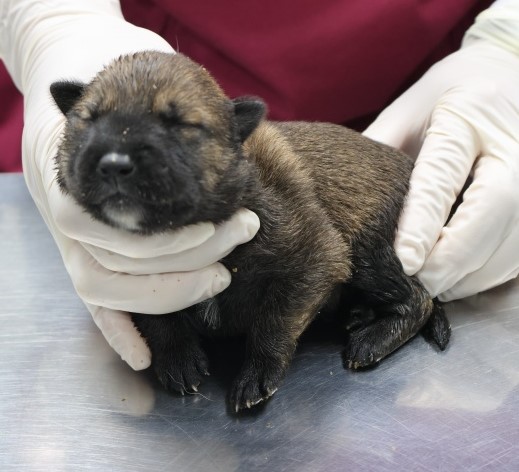 제주 동물보호센터_450650202502759