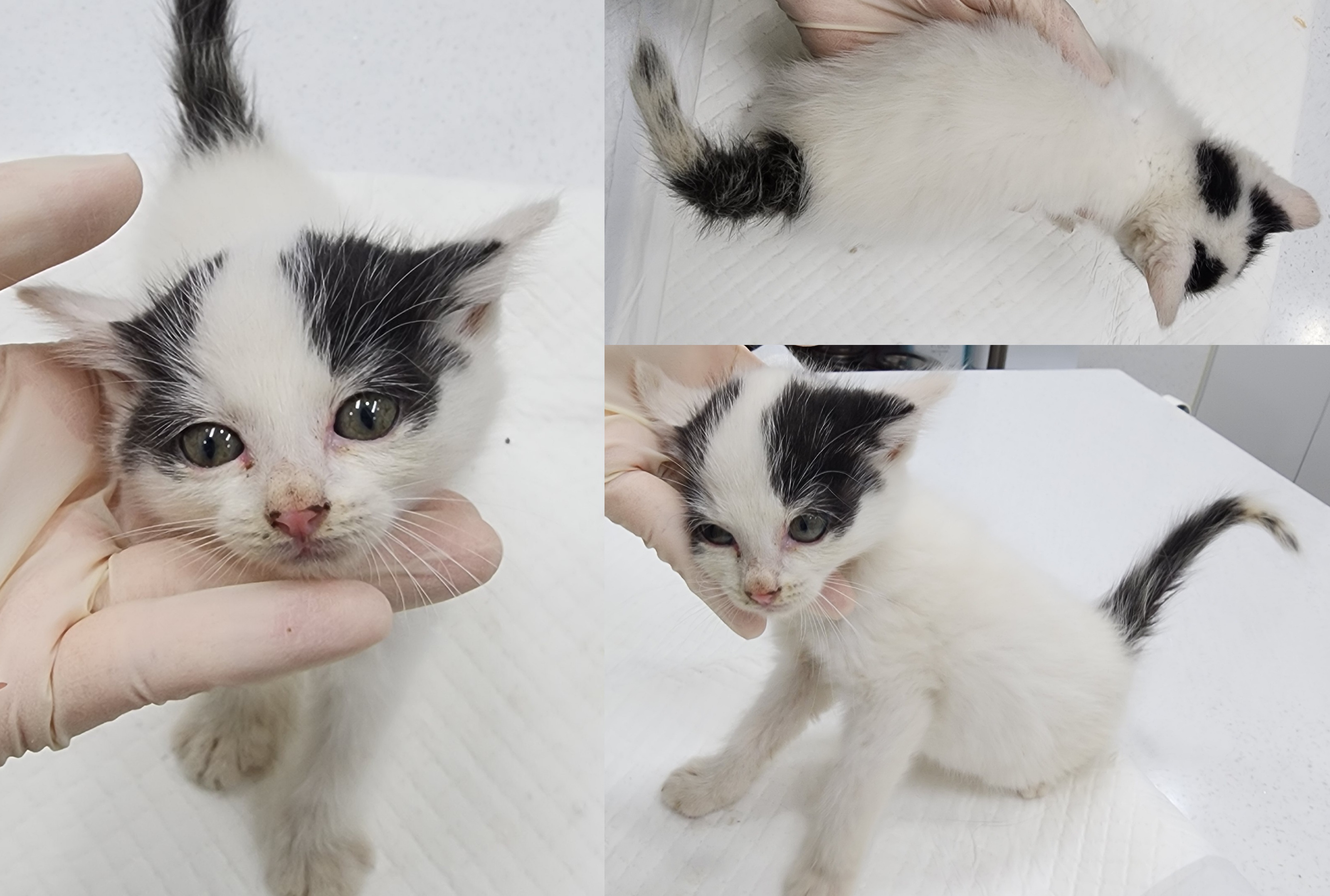 종료(입양) 한국 …