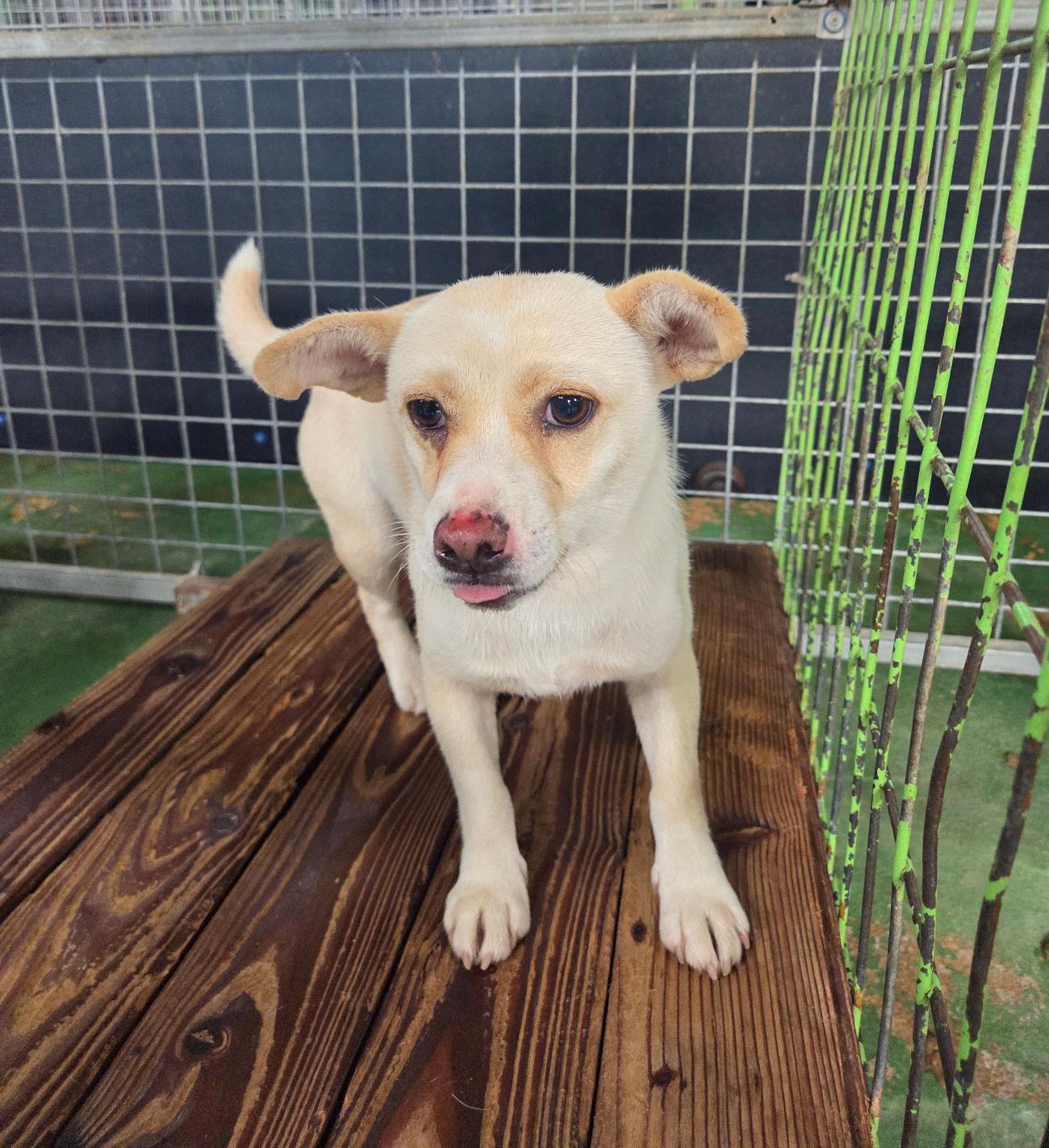 나주유기동물보호센터_446483202501725