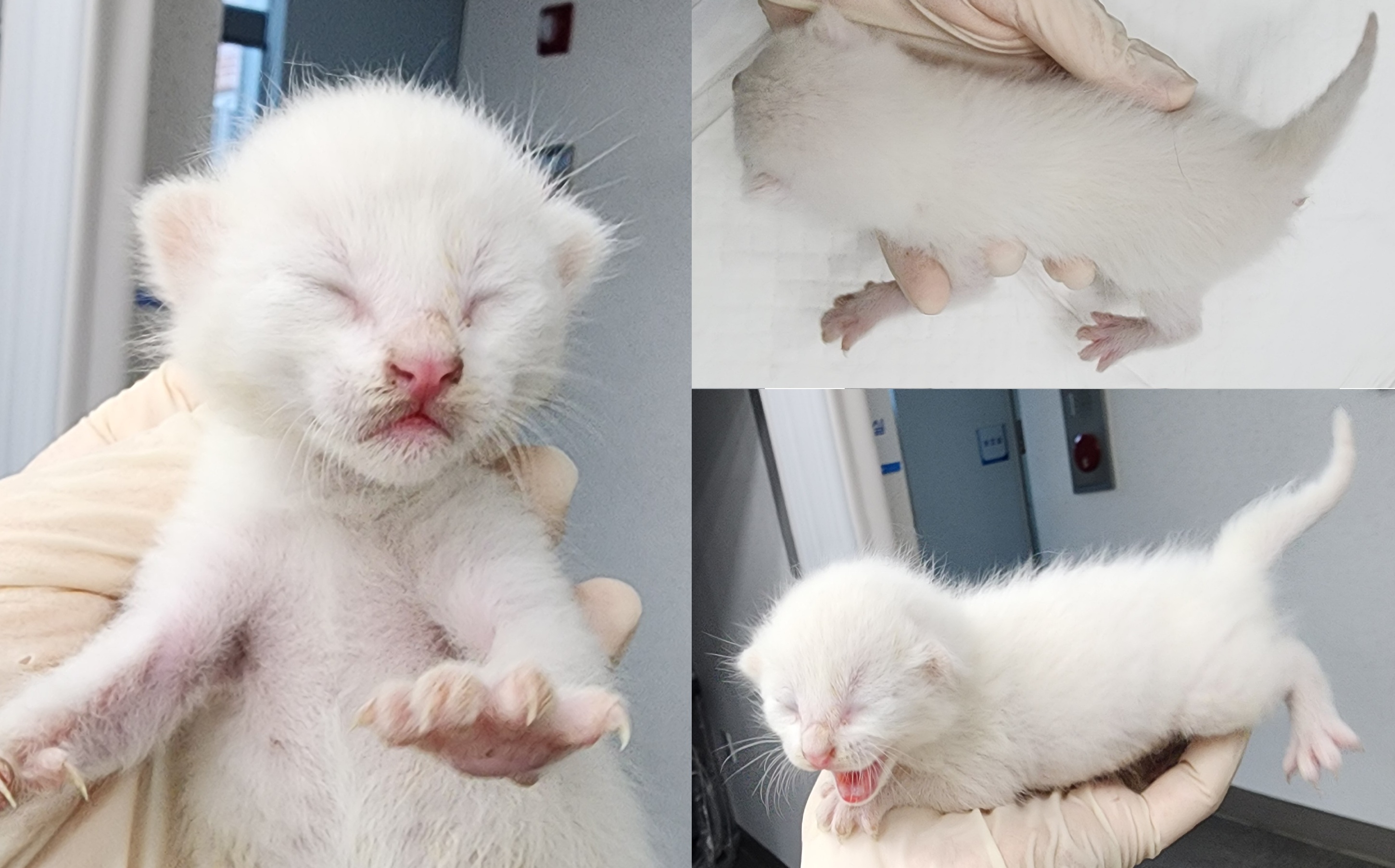 서산시 동물보호센터_444453202501149