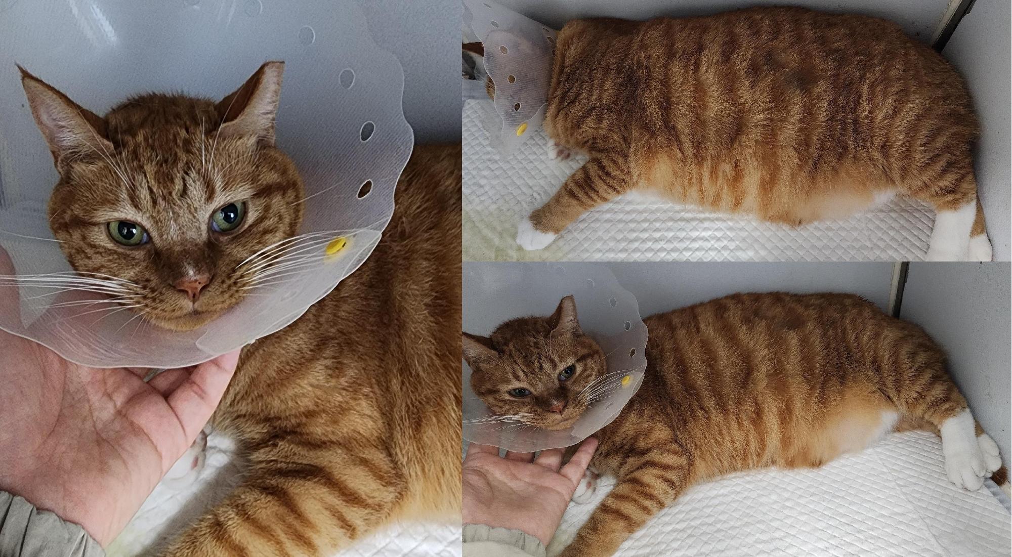 서산시 동물보호센터_444453202501147